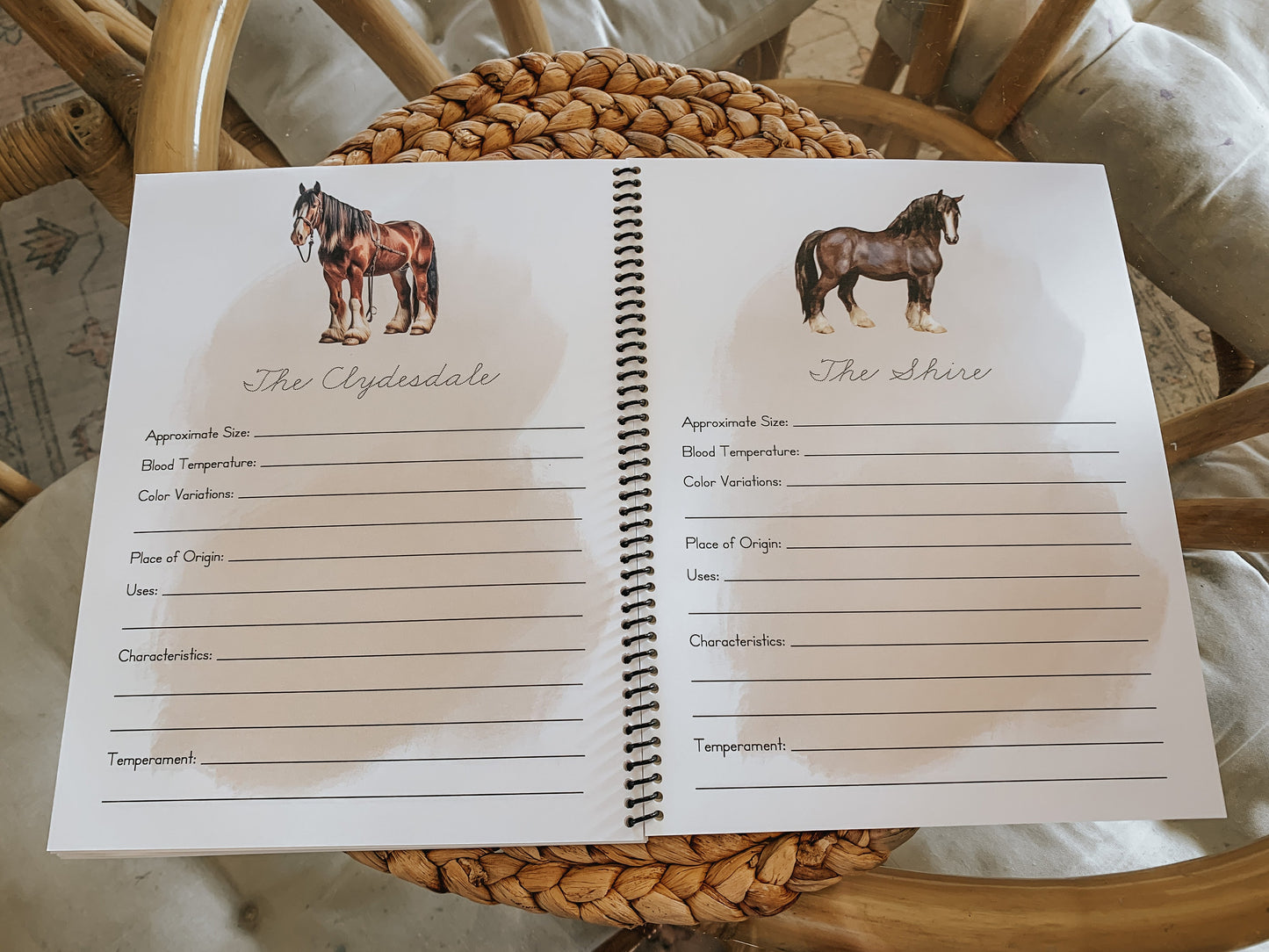 Album of Horses Study