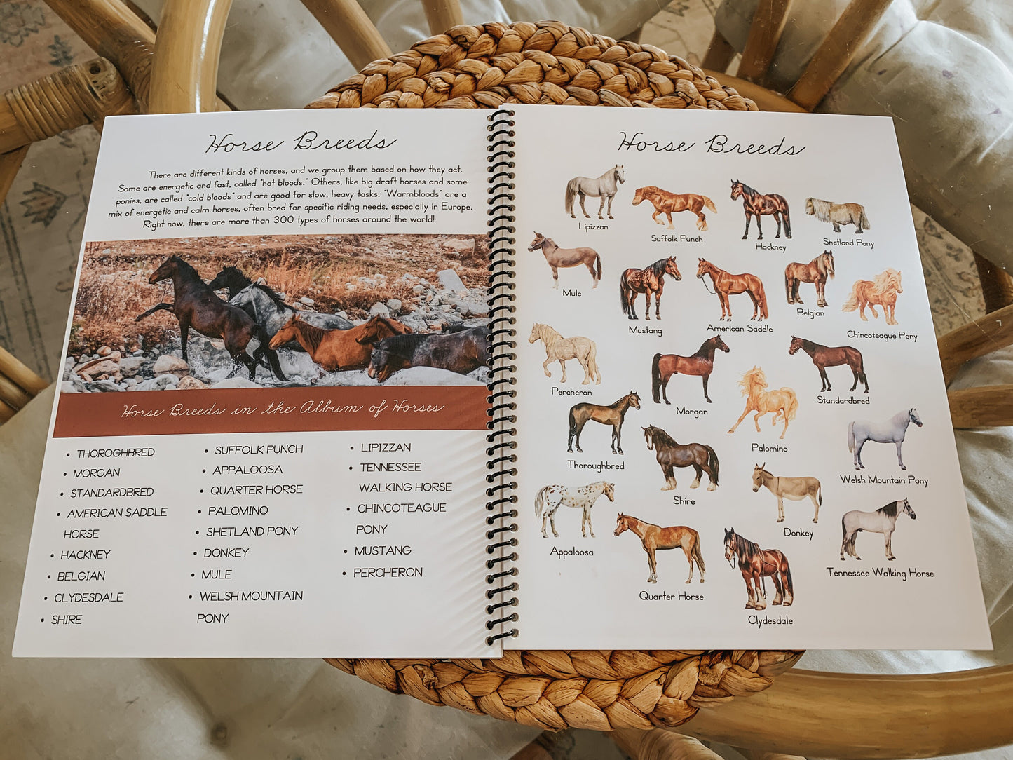 Album of Horses Study