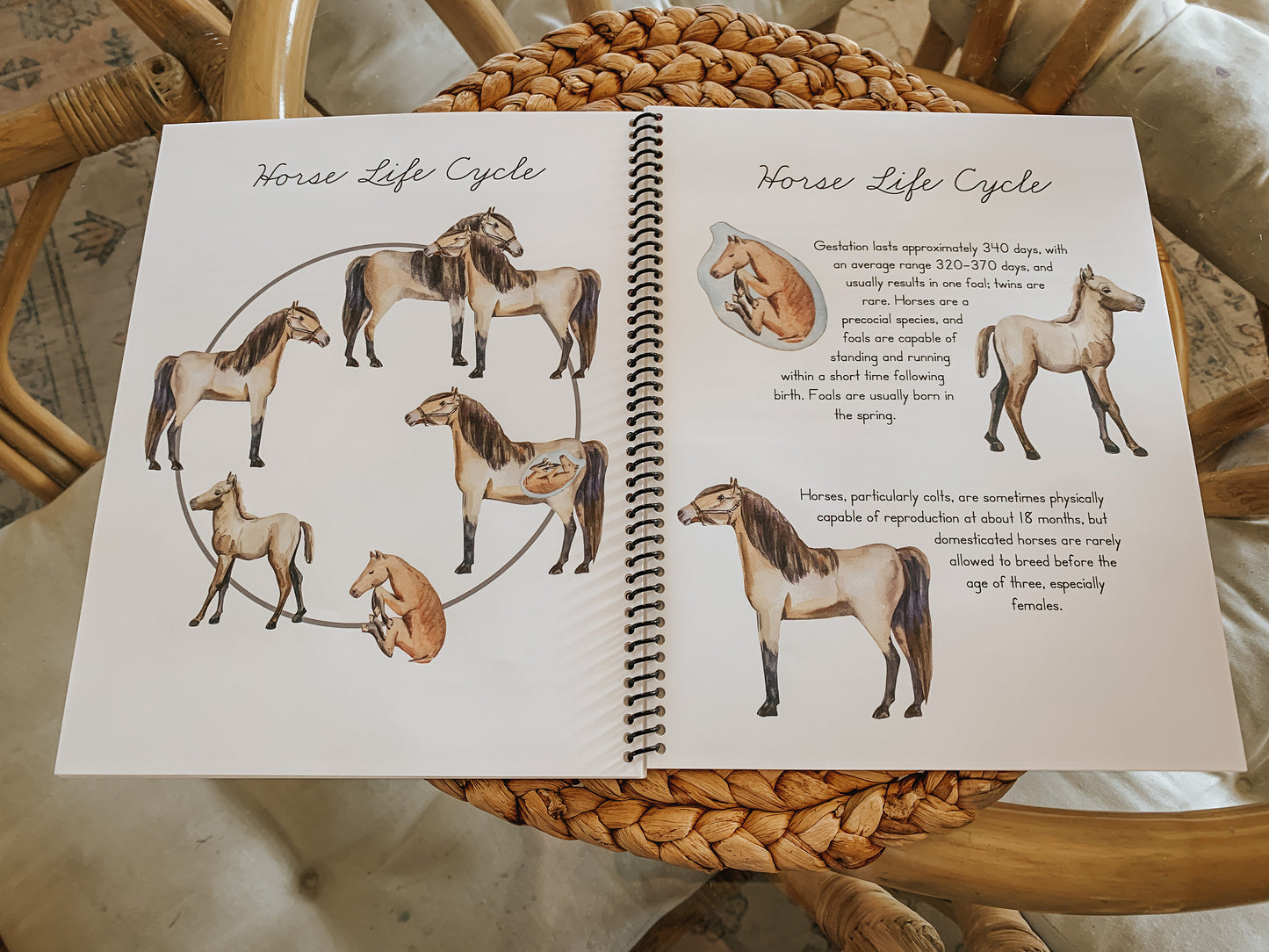 Album of Horses Study