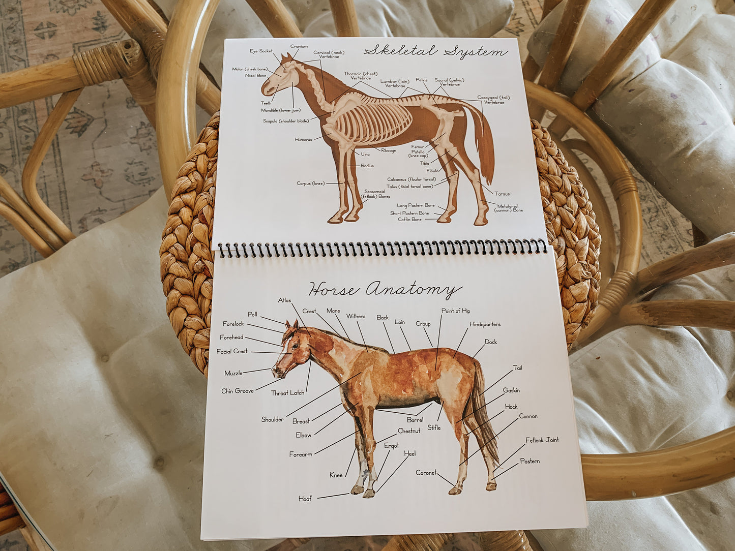 Album of Horses Study